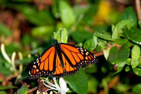 Monarch butterfly photo