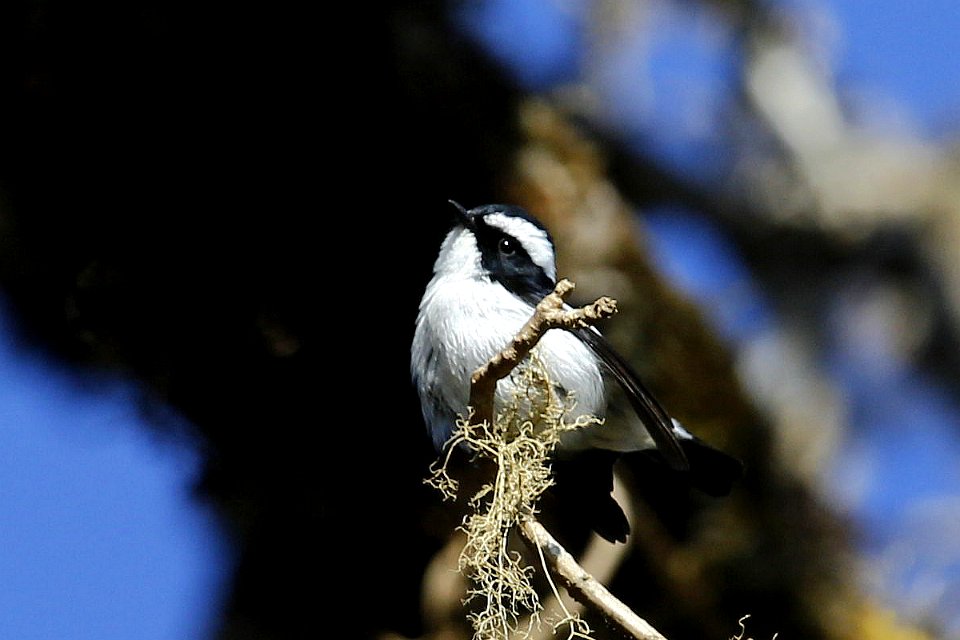  SYT5704小斑[姬]鹟 Little Pied Flycatcher