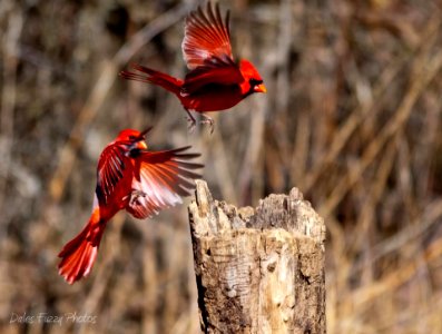 Photo of the Week - Two Male Cardinals photo