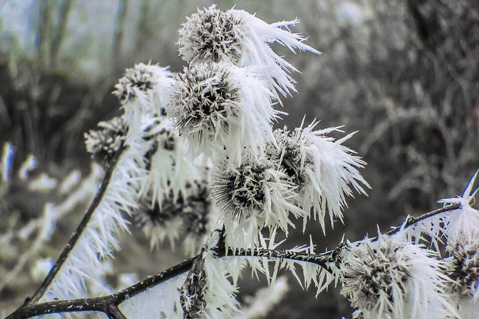 Dry grass in the morning nature