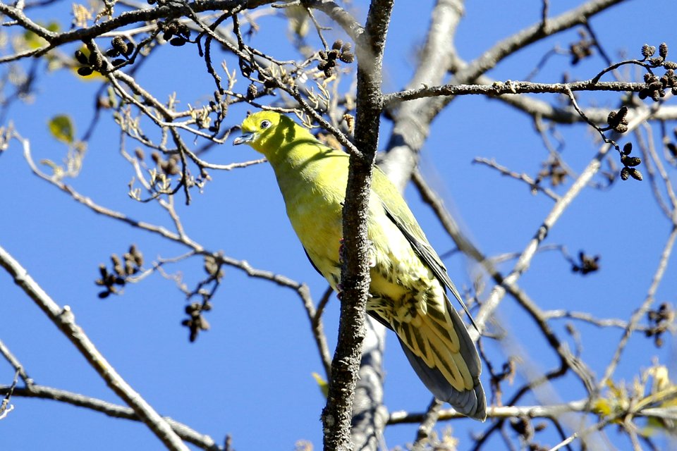  SYT5165 large green pigeon