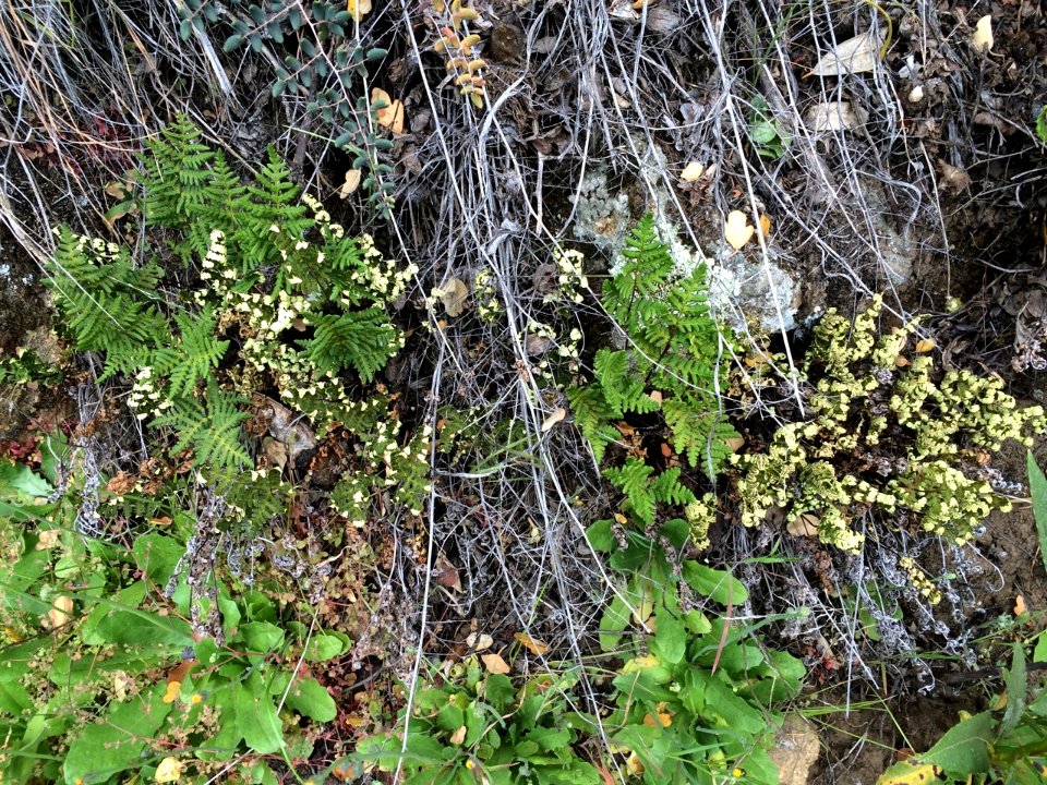 Pentagramma triangularis