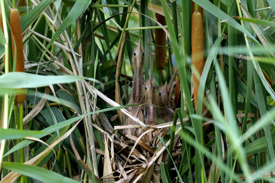  YT 6510 yellow bittern