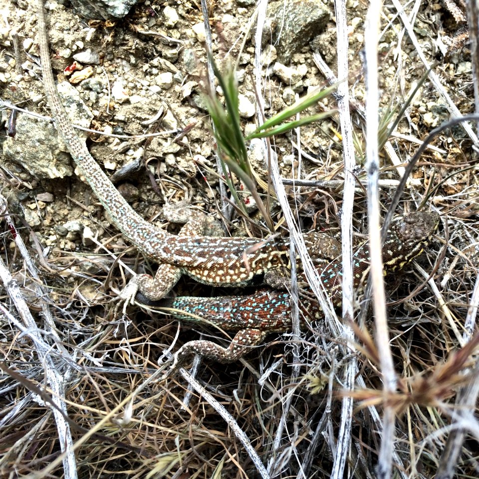 side blotched lizards