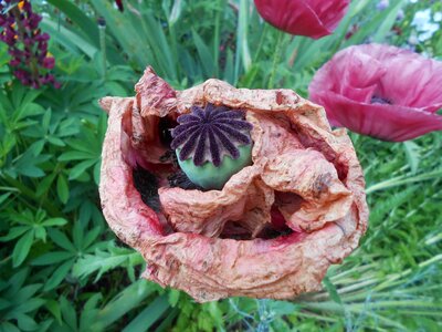 Bloom poppy capsule flower photo