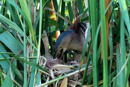 A72D2348  yellow bittern