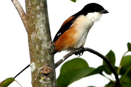  MG 0856 Long-tailed shrike