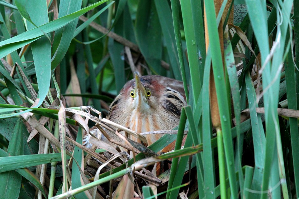 A72D1813 yellow bittern