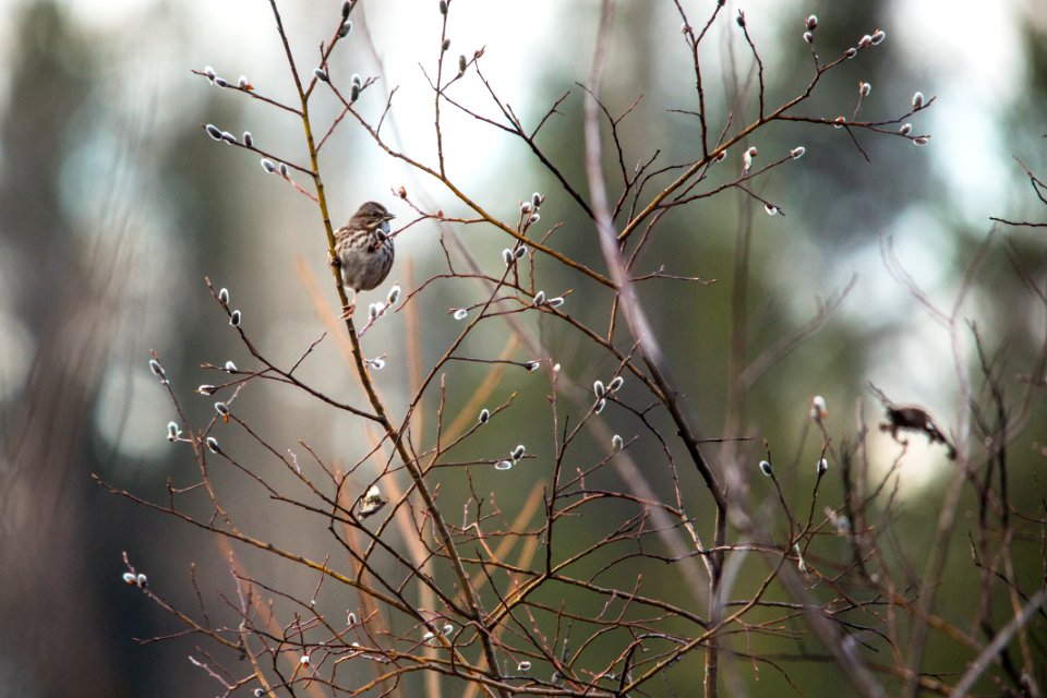 Song Sparrow - Melospiza melodia