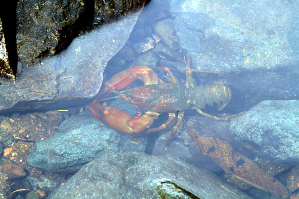 IMG 9199 东北小龙虾