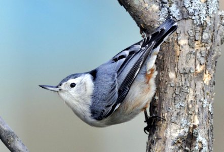Photo of the Week - White-breasted Nuthatch (MA) photo