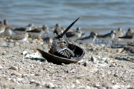 Horseshoe Crab photo
