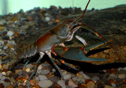 Big Sandy crayfish