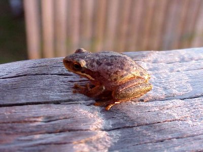 Chorus Frog photo