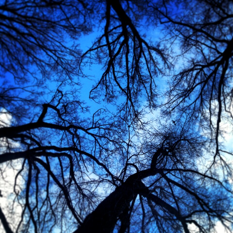 Branches blue sky parking