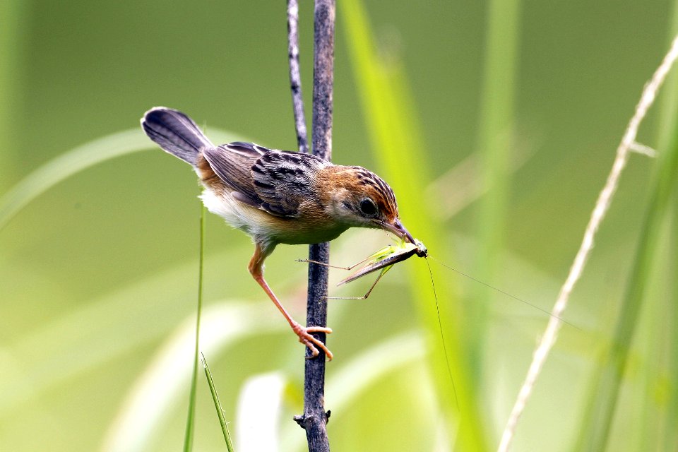  73A9763 Golden-headed cisticola