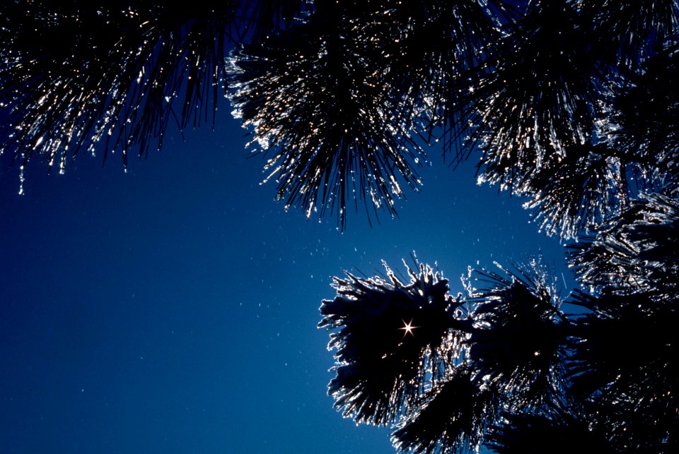 Photo of the Week - Winter shot at John Heinz National Wildlife Refuge