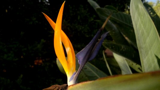 Estrelixia dos