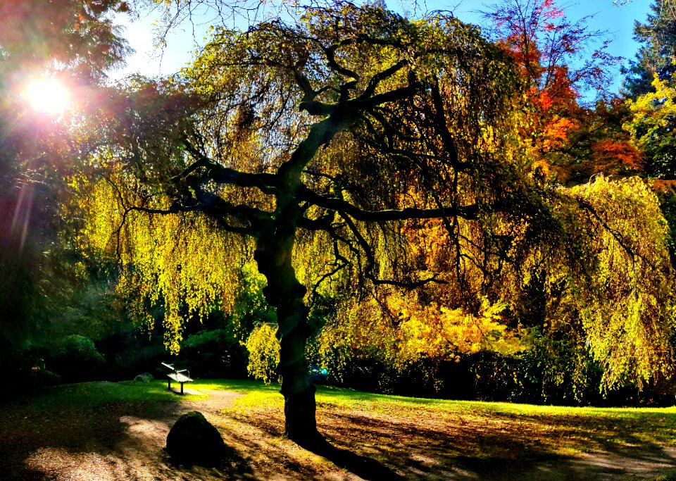 For the Love of a Tree