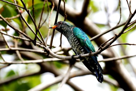  YT 8579 Asian Emerald Cuckoo