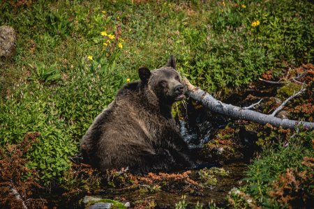 Grizzly in Lunch Creek