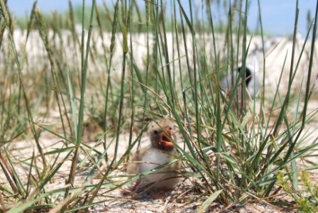 Tern chick and adult at Monomoy National Wildlife Refuge photo