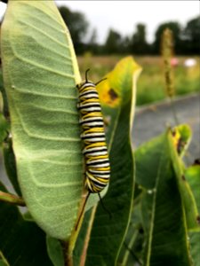 Monarch butterfly caterpillar