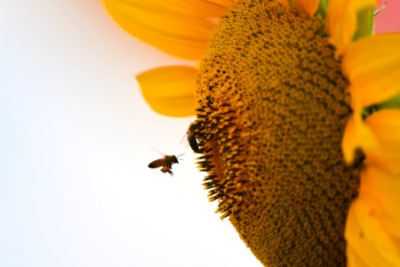 Exposição tecnológica abre a AgroBrasília 2018