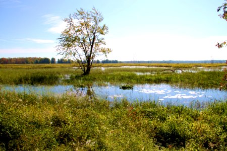Cranberry pool 2011