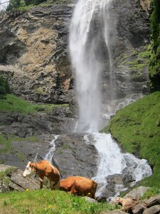 Mountains pasture livestock
