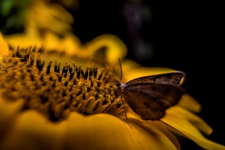 Hemlock Looper Moth