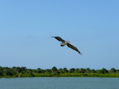 Photo of the Week - An oil-free brown pelican soars over Pelican Island National Wildlife Refuge (FL) photo