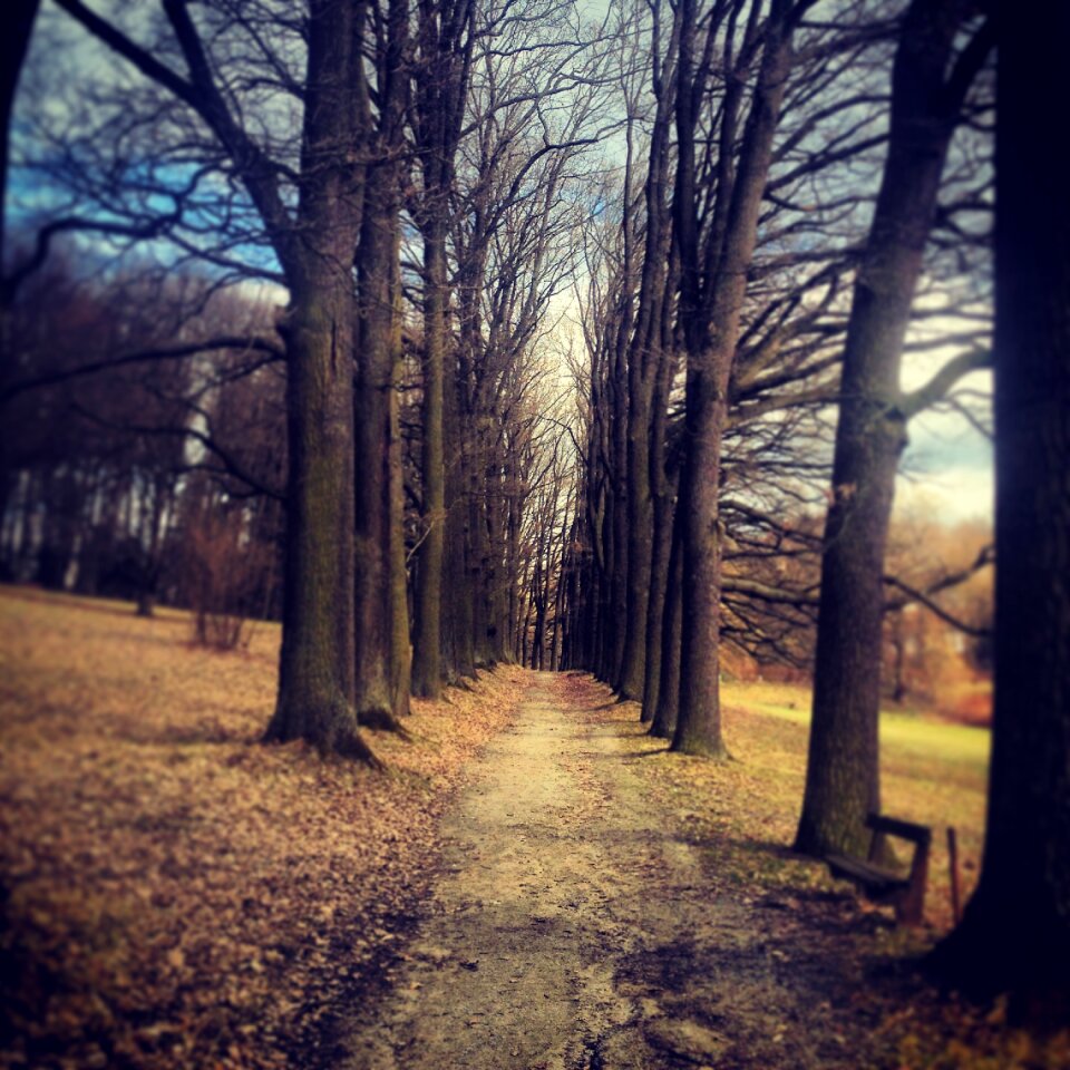 Nature foliage landscape photo