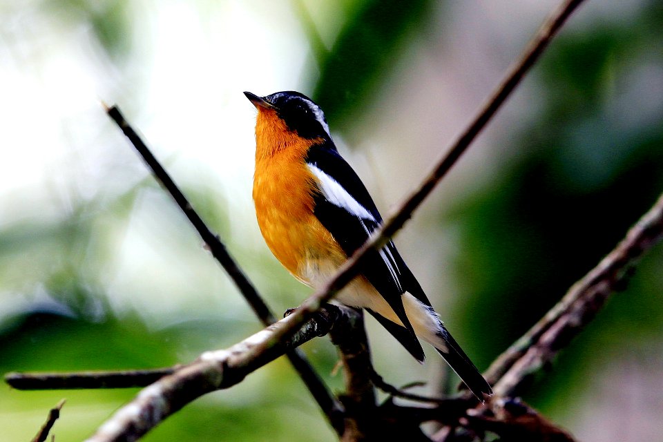  YT 3139 鸲姬鹟 Mugimaki flycatcher