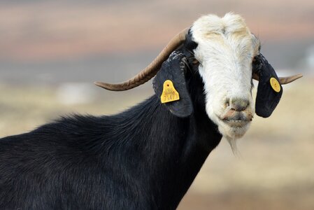 Animal mammal horns