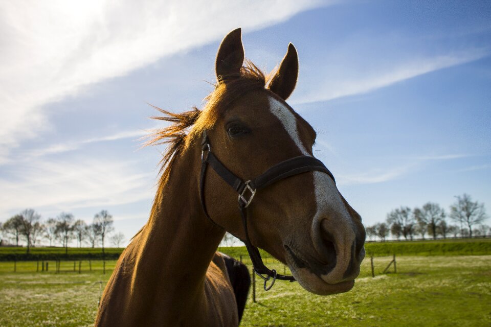 Blue sky muzzle grass