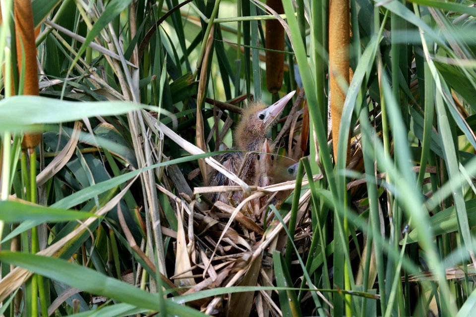  YT 6518 yellow bittern