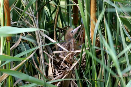 YT 6518 yellow bittern