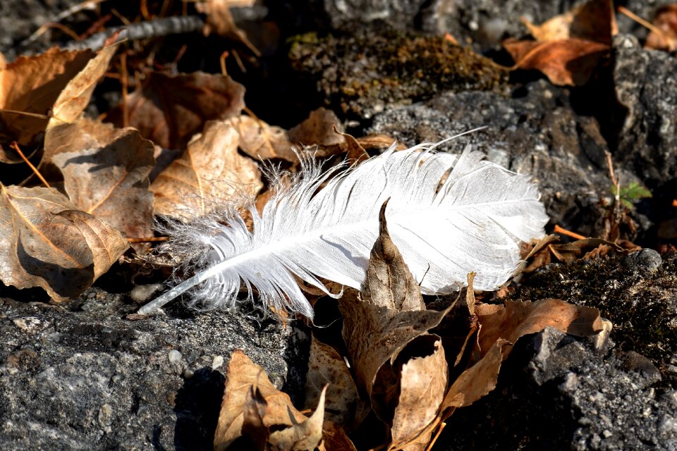 White stones leaves