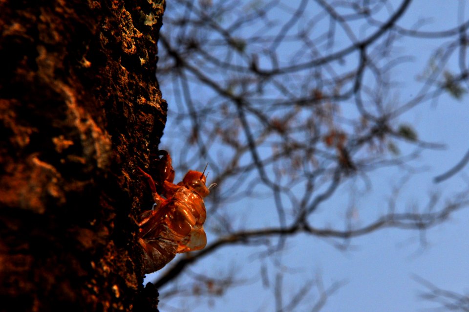 nossa-braslia---cigarras 30053131811 o