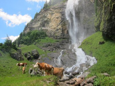 Austria livestock pasture