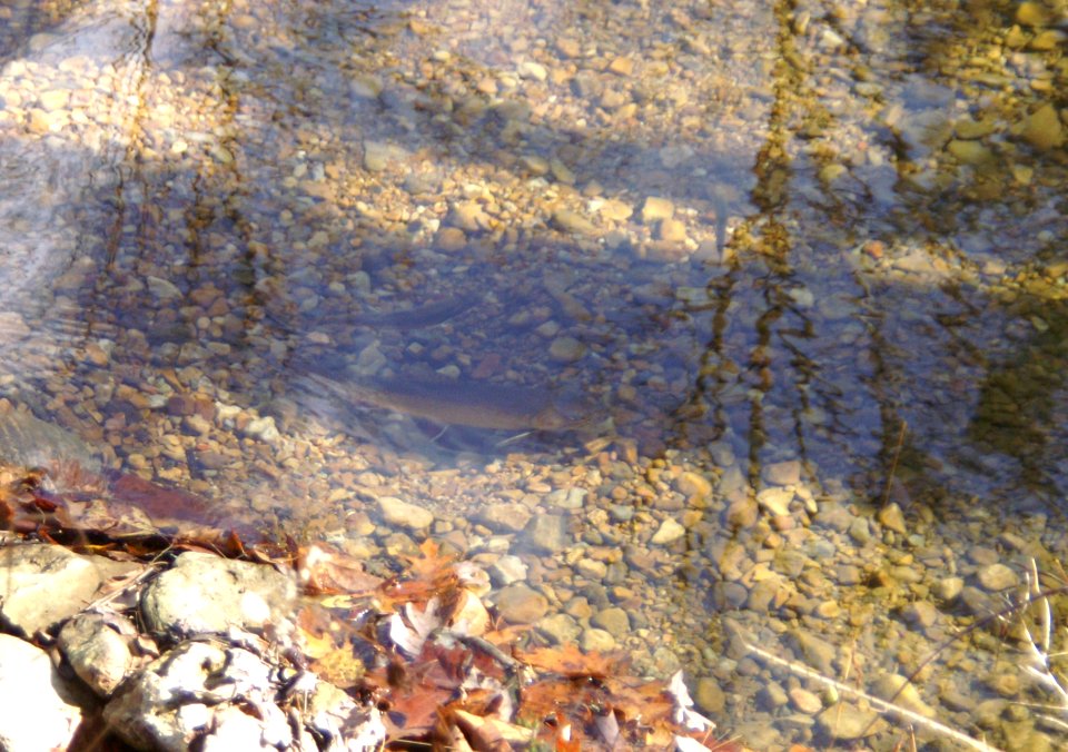 Wildlife in Thorn Creek