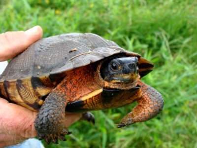 Wood Turtle photo