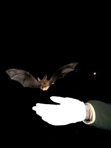 Virginia big-eared bat being released