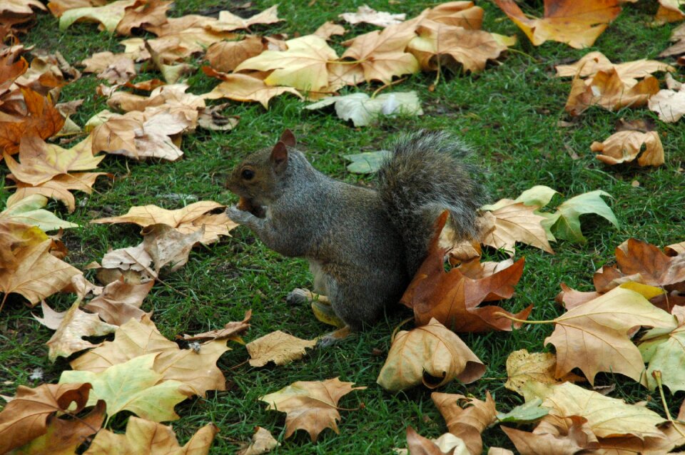 Animal park autumn photo