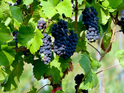 Blue grapes vines vineyard