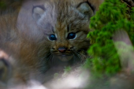 Canada Lynx Kitten