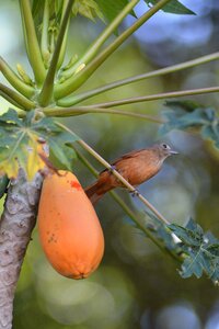 Papaya thrush birdie photo