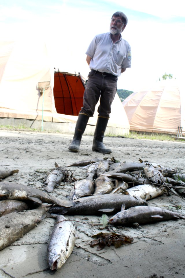 Dead fish, sediment after Hurricane Irene flood event