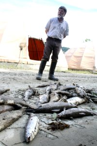Dead fish, sediment after Hurricane Irene flood event